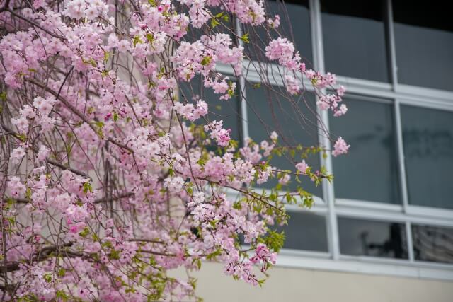 校舎と桜